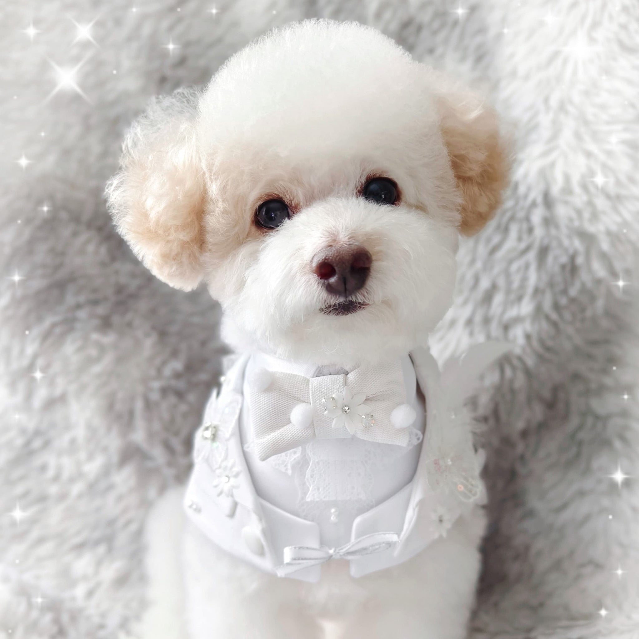 The White Duke Pawtux